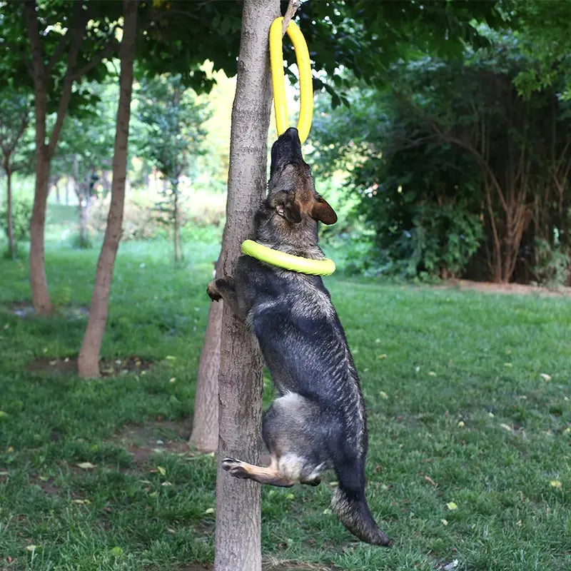 PawRing™- The Ultimate Play & Training Toy!